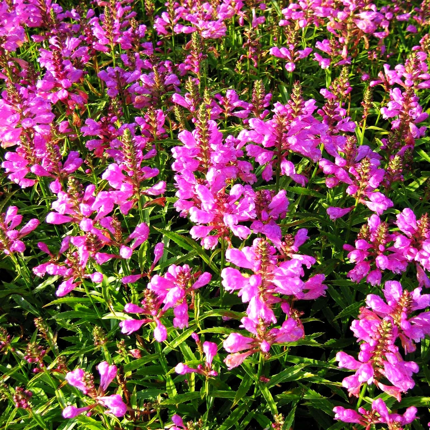 Gelenkblume 'Vivid' (Physostegia virginiana)