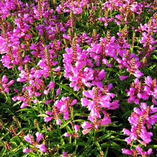 Gelenkblume 'Vivid' (Physostegia virginiana)