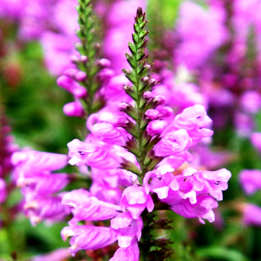 Gelenkblume 'Vivid' (Physostegia virginiana)