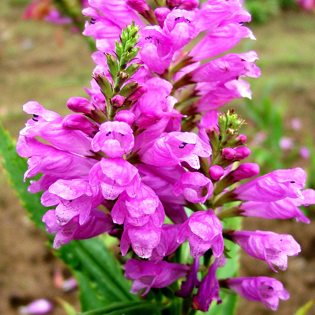 Gelenkblume 'Vivid' (Physostegia virginiana)