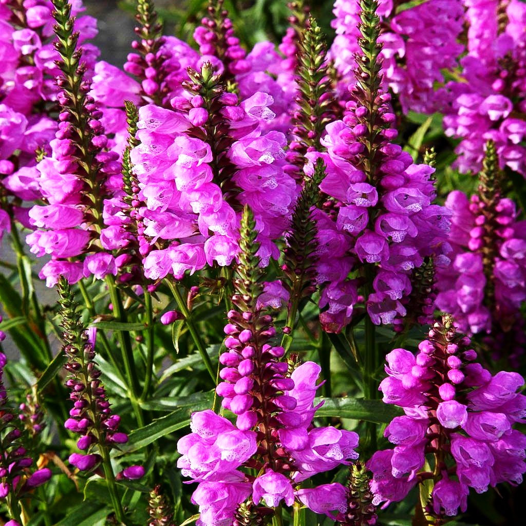 Gelenkblume 'Vivid' (Physostegia virginiana)