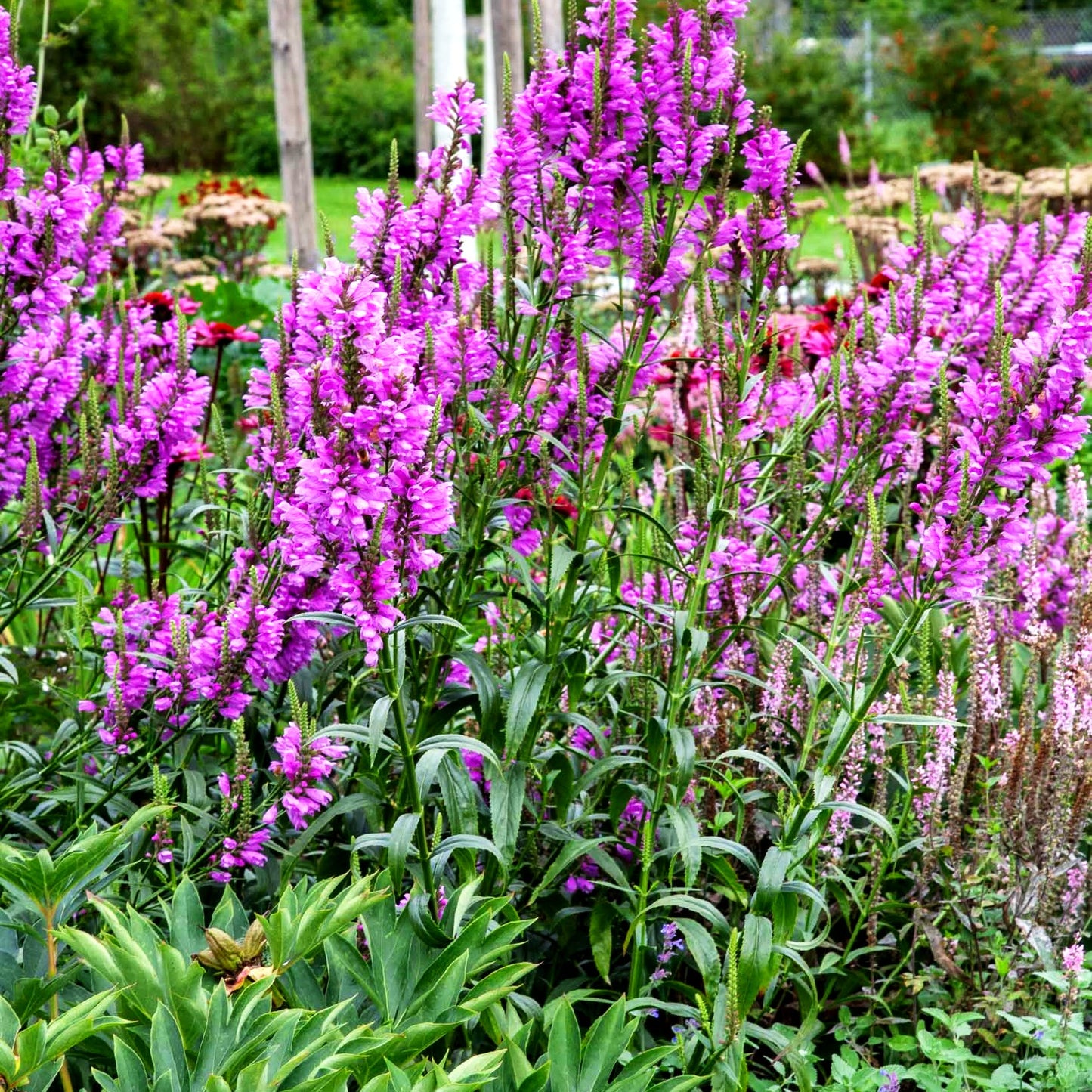 Gelenkblume 'Vivid' (Physostegia virginiana)