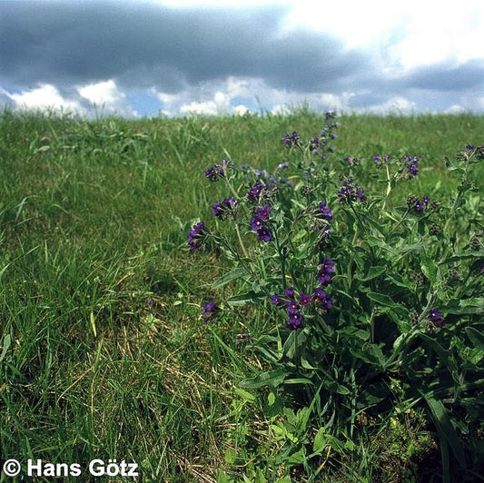 Gemeine Ochsenzunge (Anchusa officinalis)