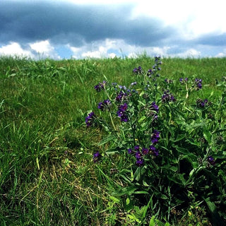 Gemeine Ochsenzunge (Anchusa officinalis)