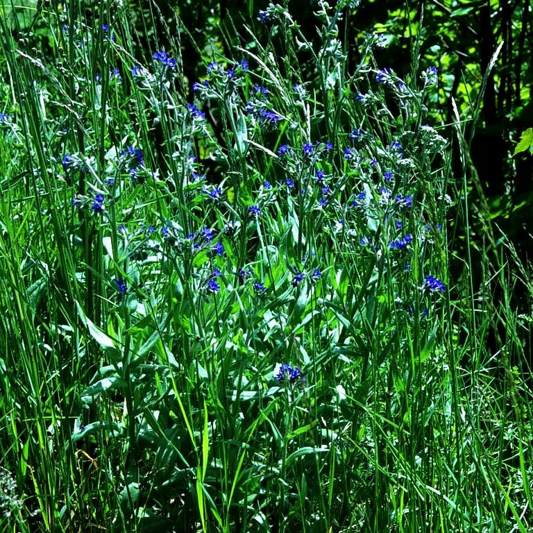 Gemeine Ochsenzunge (Anchusa officinalis)