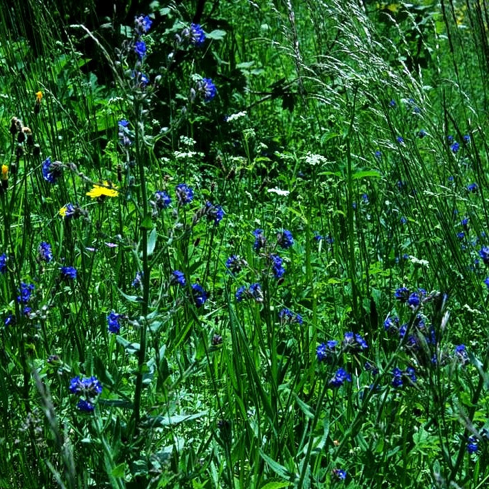Gemeine Ochsenzunge (Anchusa officinalis)