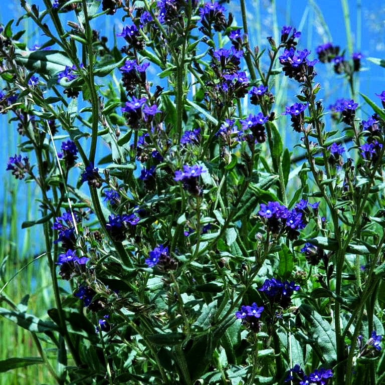 Gemeine Ochsenzunge (Anchusa officinalis)