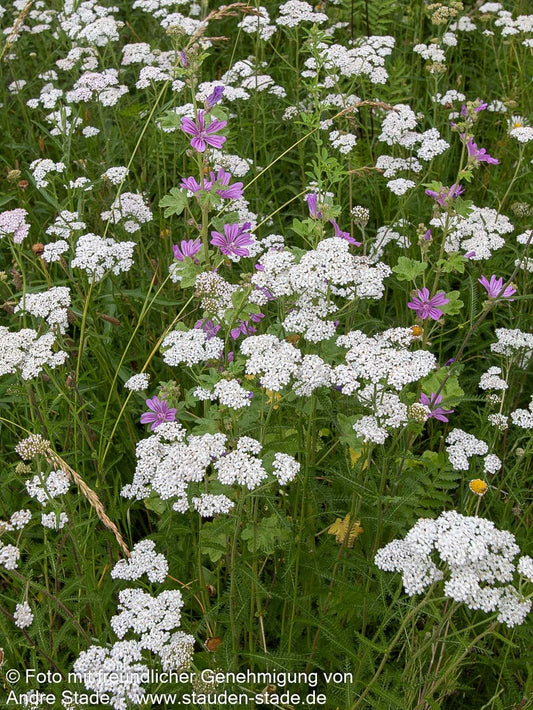Gemeine Schafgarbe (Achillea millefolium)