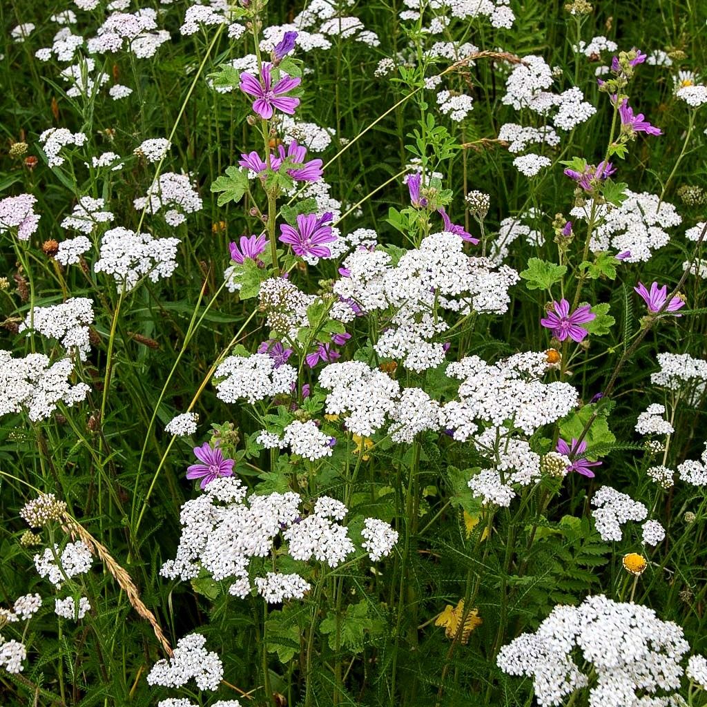 Gemeine Schafgarbe (Achillea millefolium)
