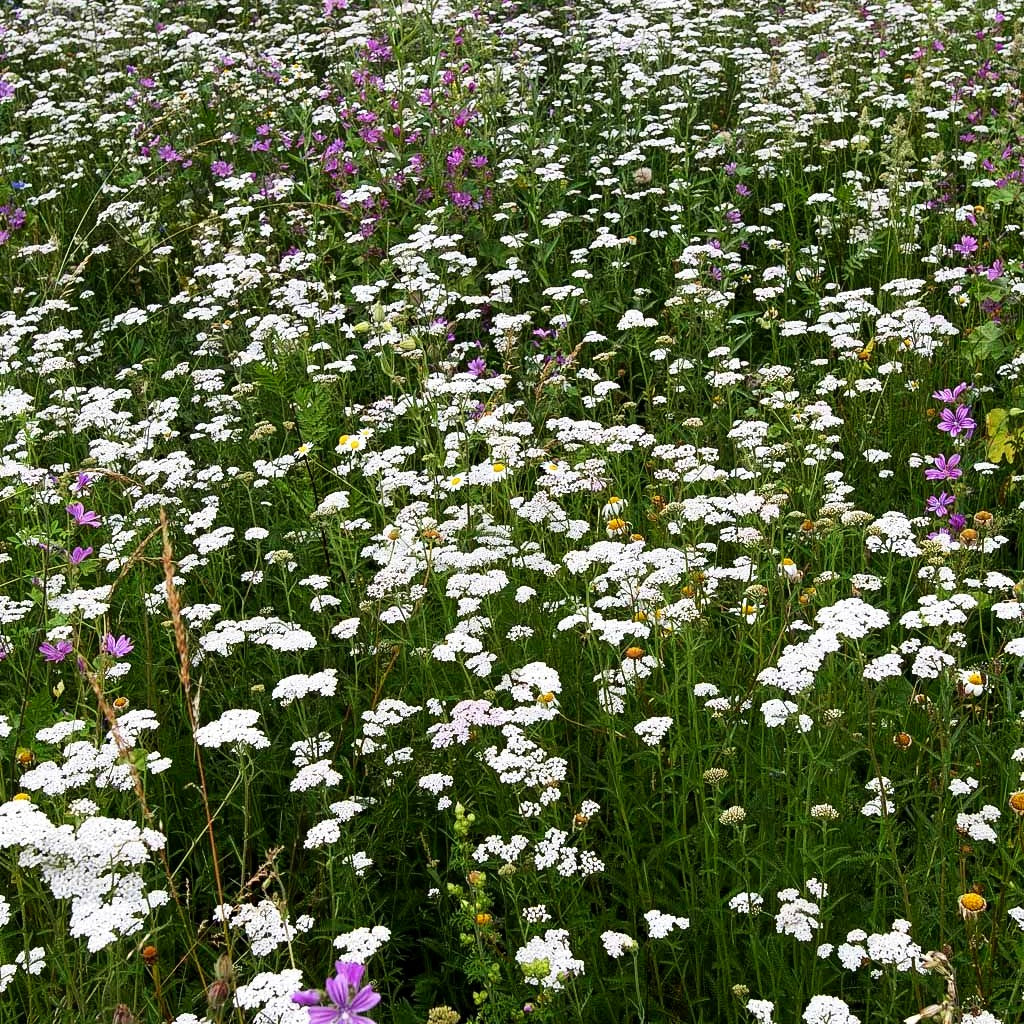 Gemeine Schafgarbe (Achillea millefolium)