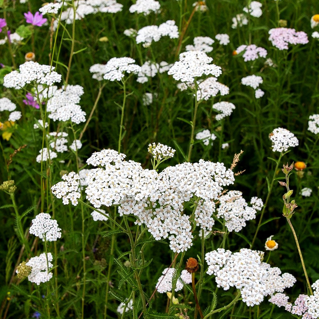 Gemeine Schafgarbe (Achillea millefolium)