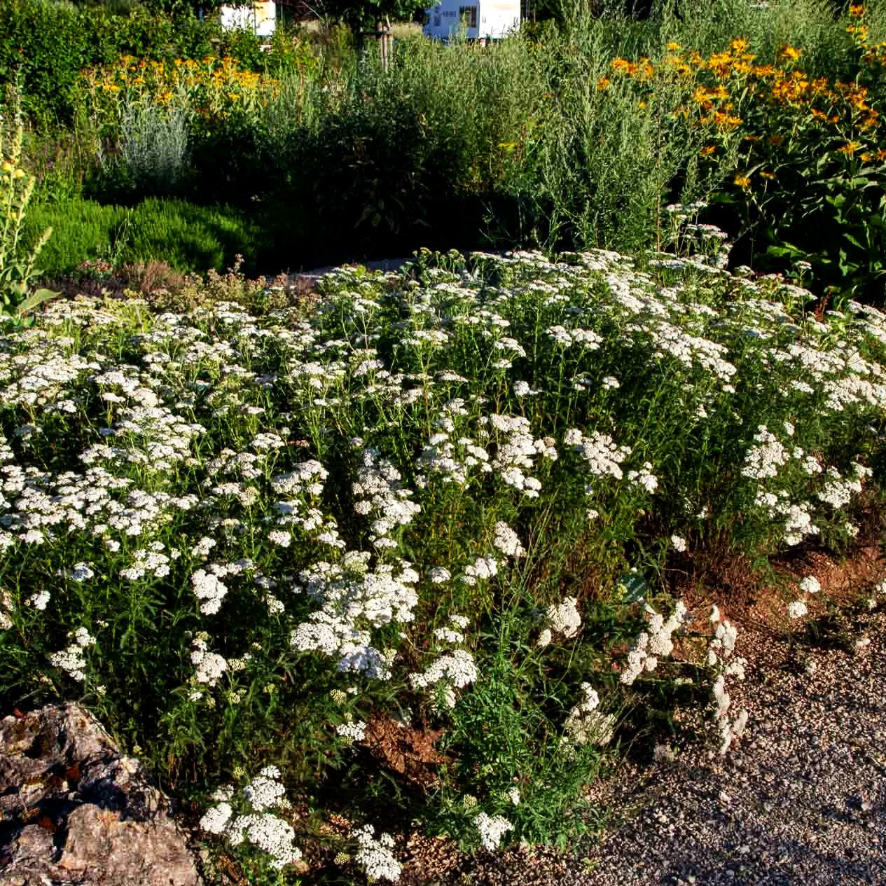 Gemeine Schafgarbe (Achillea millefolium)
