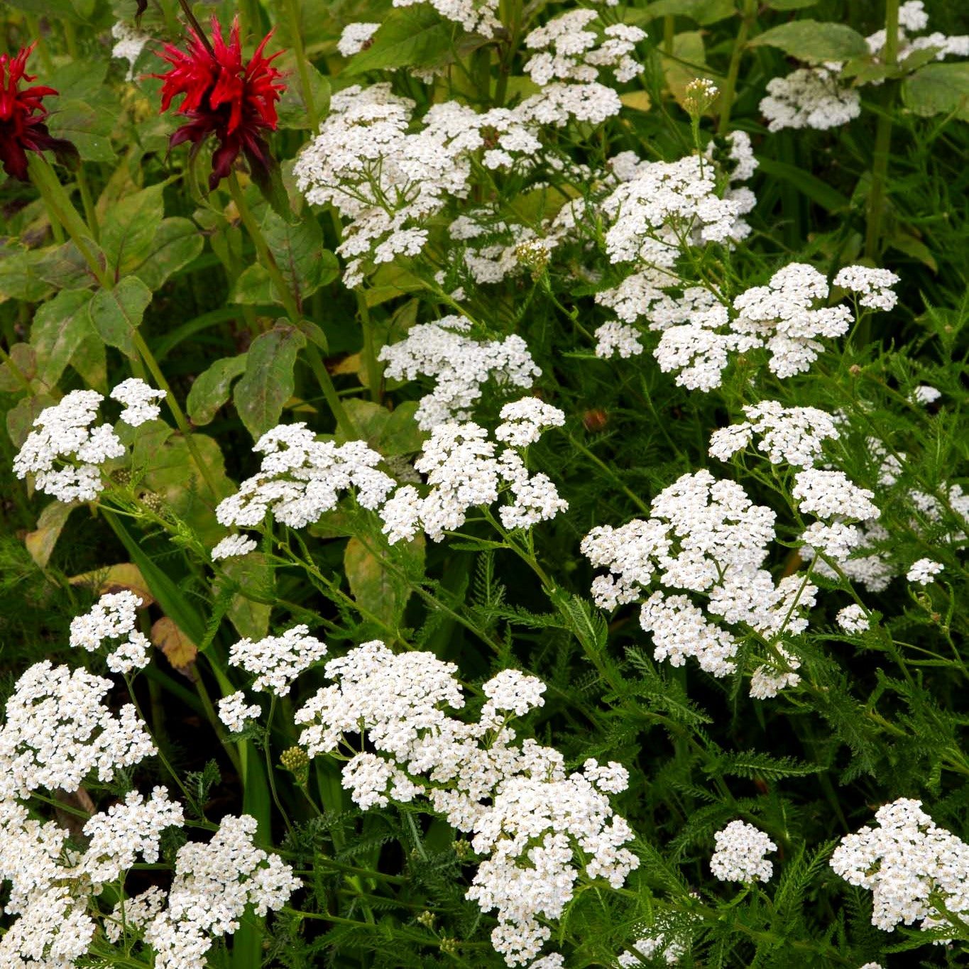 Gemeine Schafgarbe (Achillea millefolium)
