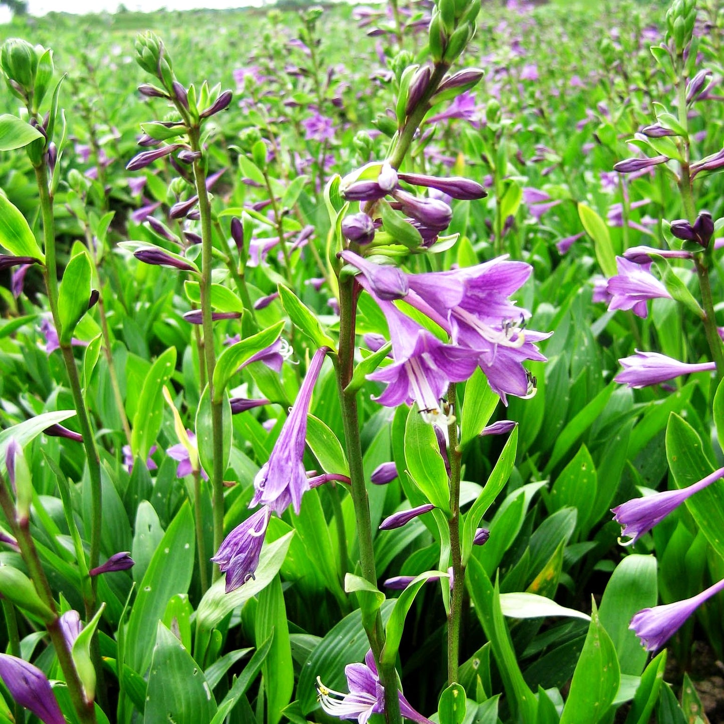 Geöffnetblühende Korea-Funkie (Hosta clausa var.normalis)
