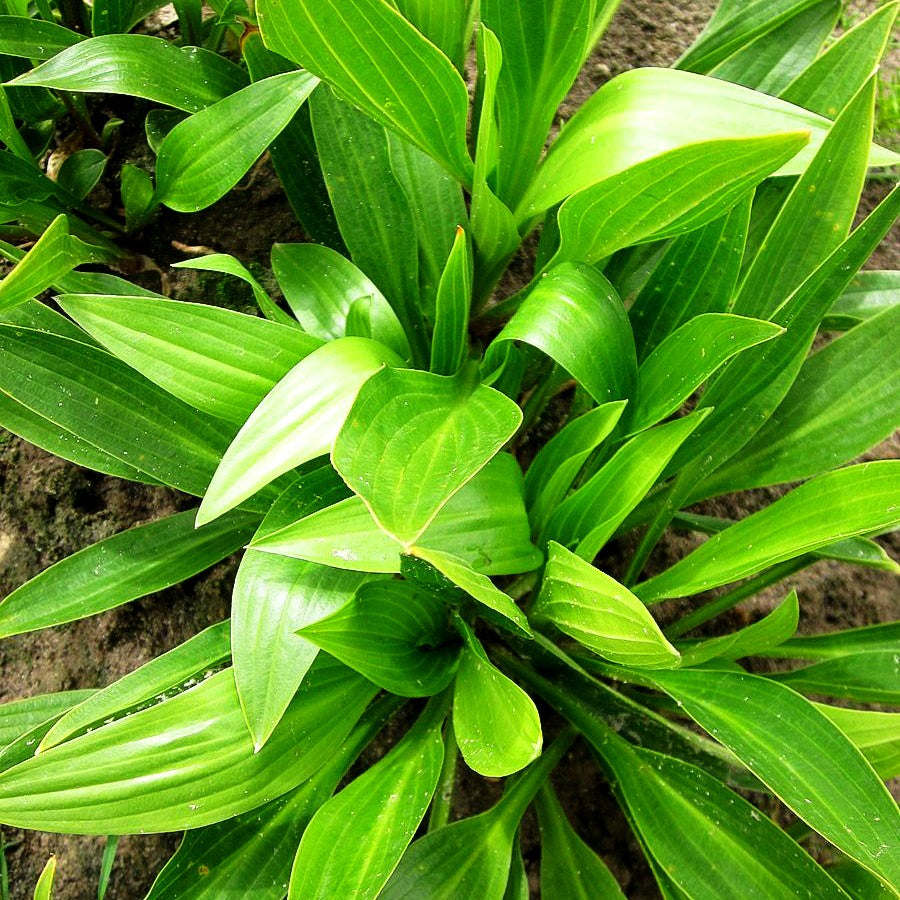 Geöffnetblühende Korea-Funkie (Hosta clausa var.normalis)
