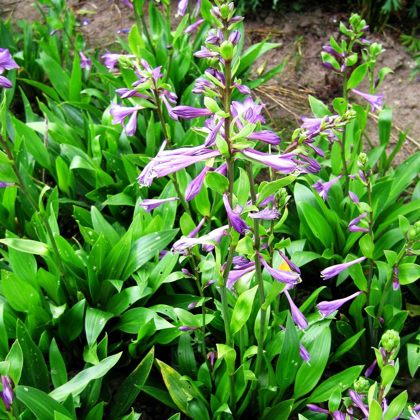 Geöffnetblühende Korea-Funkie (Hosta clausa var.normalis)