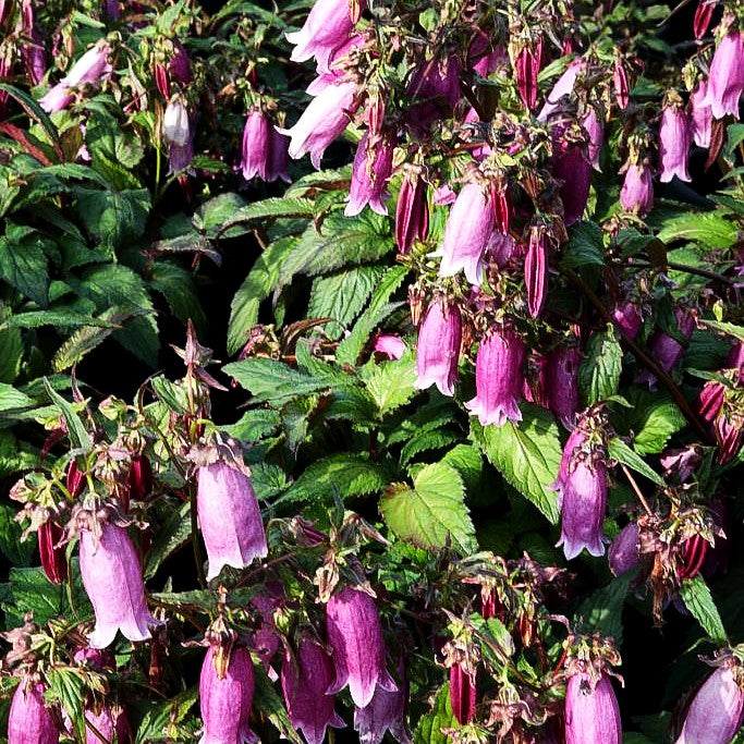 Gepunktete Glockenblume 'Beetroot' (Campanula punctata)