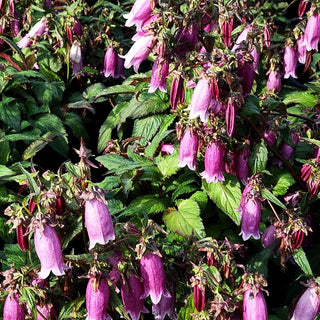 Gepunktete Glockenblume 'Beetroot' (Campanula punctata)