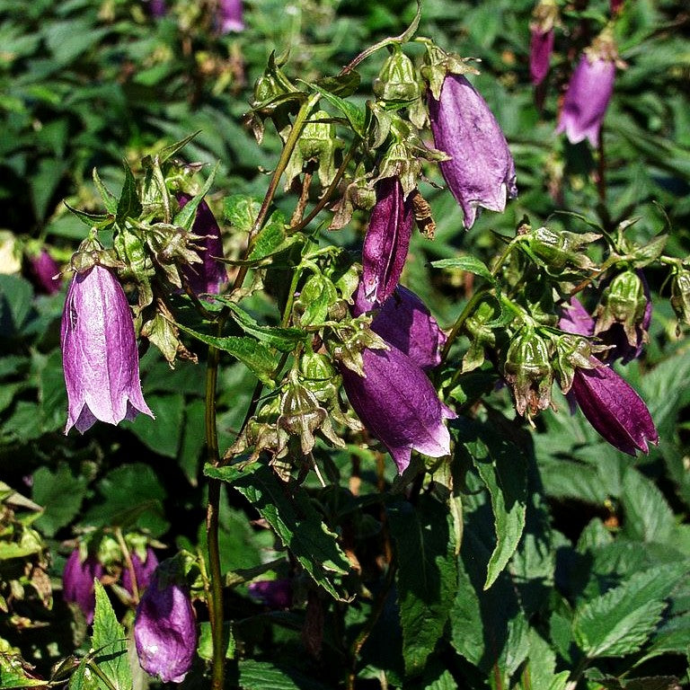 Gepunktete Glockenblume 'Beetroot' (Campanula punctata)