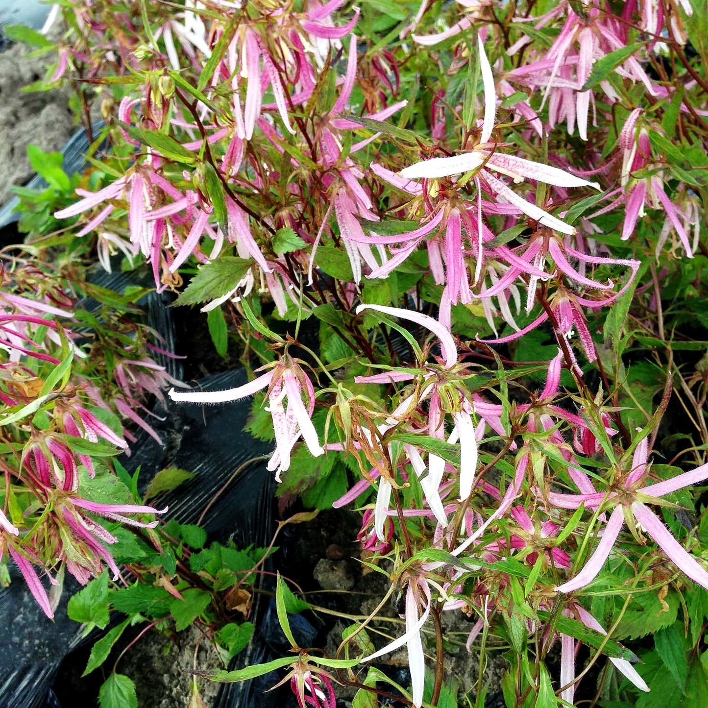 Gepunktete Glockenblume 'Pink Octopus' (Campanula punctata)
