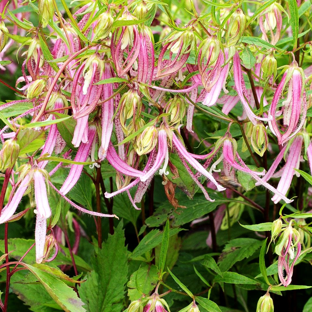 Gepunktete Glockenblume 'Pink Octopus' (Campanula punctata)