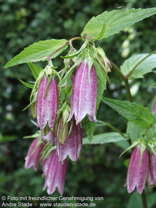 Gepunktete Glockenblume 'Rubriflora' (Campanula punctata)