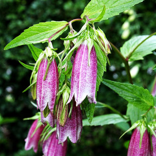 Gepunktete Glockenblume 'Rubriflora' (Campanula punctata)