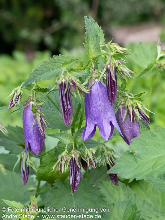 Gepunktete Glockenblume 'Sarastro' (Campanula punctata)