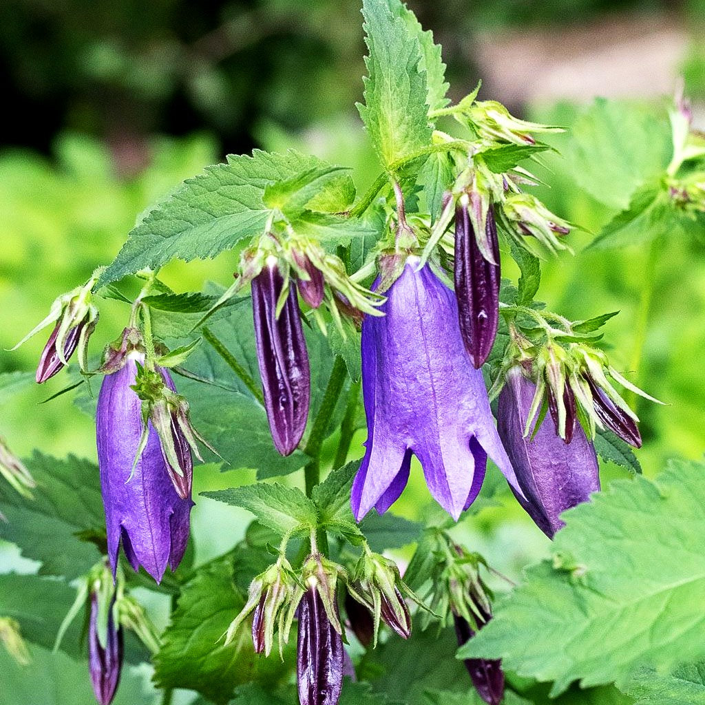 Gepunktete Glockenblume 'Sarastro' (Campanula punctata)