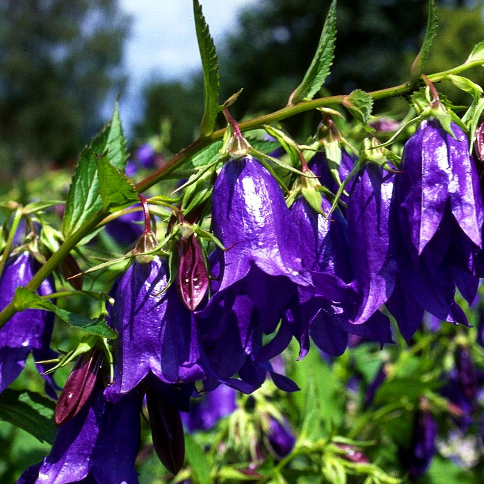 Gepunktete Glockenblume 'Sarastro' (Campanula punctata)