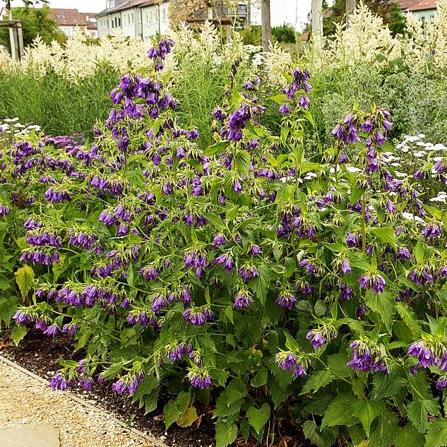 Gepunktete Glockenblume 'Sarastro' (Campanula punctata)