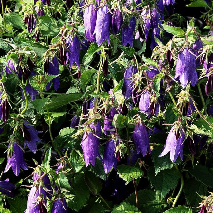 Gepunktete Glockenblume 'Sarastro' (Campanula punctata)