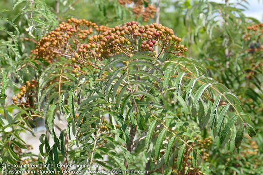 Geschlitztblättrige Eberesche 'Chinese Lace' (Sorbus aucuparia)