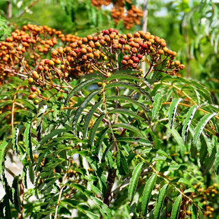 Geschlitztblättrige Eberesche 'Chinese Lace' (Sorbus aucuparia)