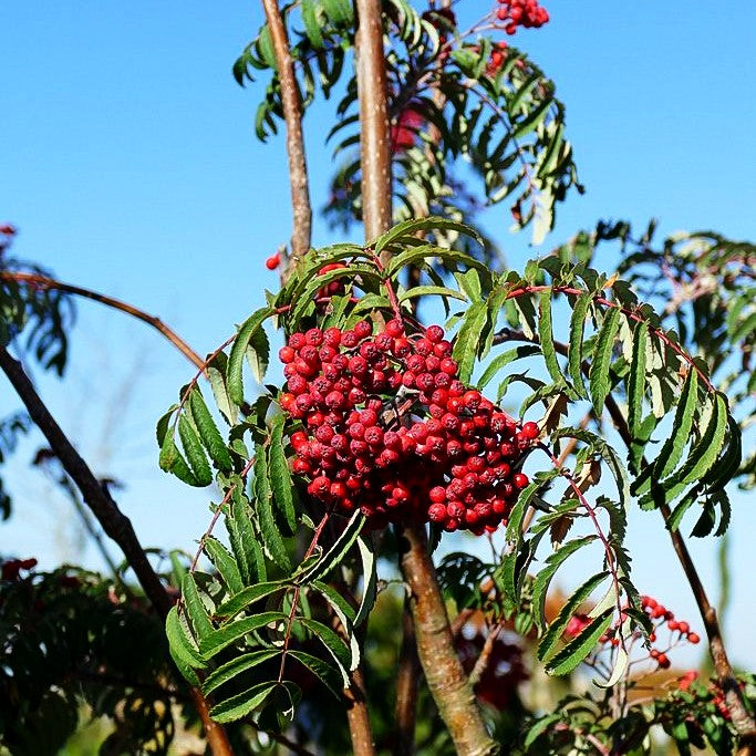 Geschlitztblättrige Eberesche 'Chinese Lace' (Sorbus aucuparia)