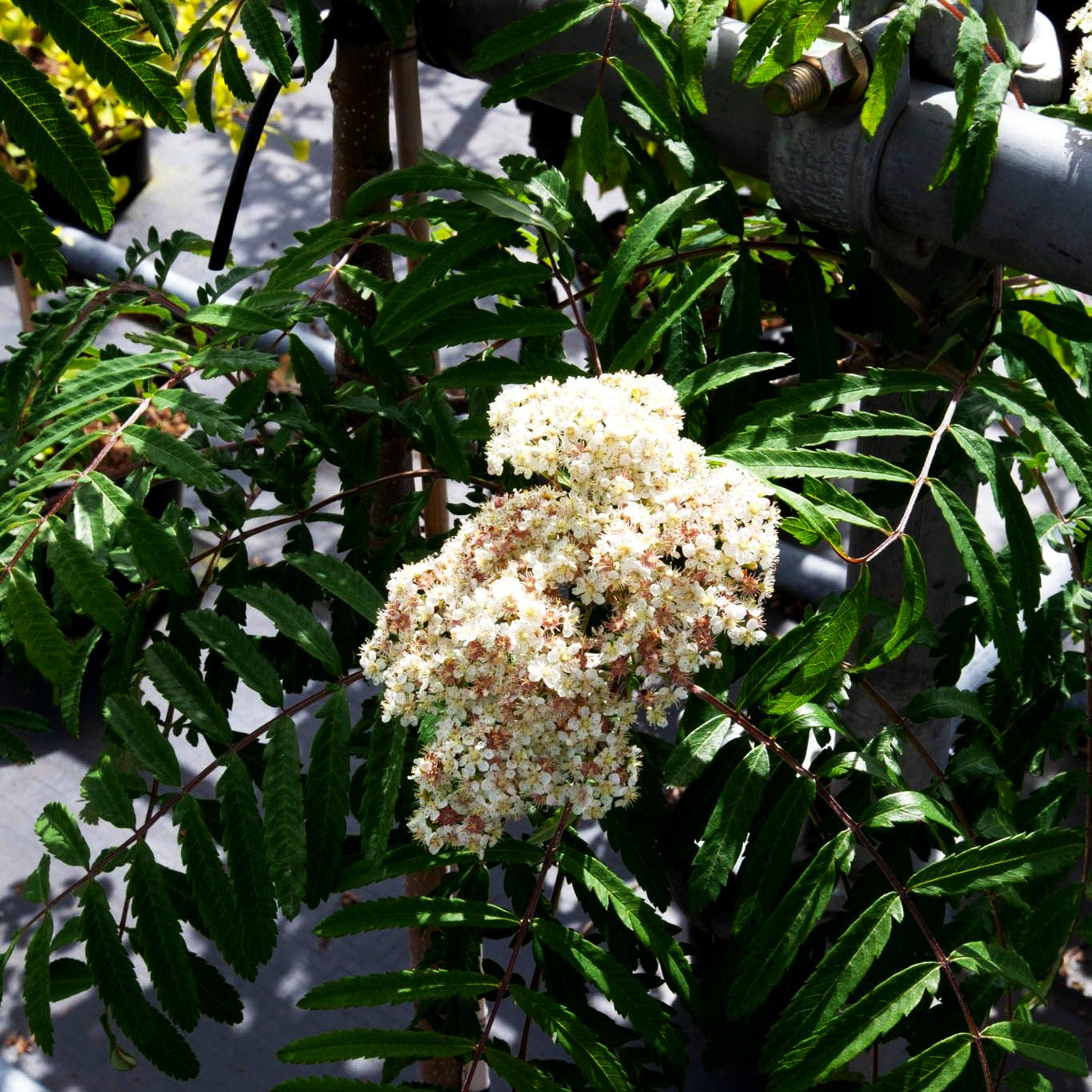 Geschlitztblättrige Eberesche 'Chinese Lace' (Sorbus aucuparia)