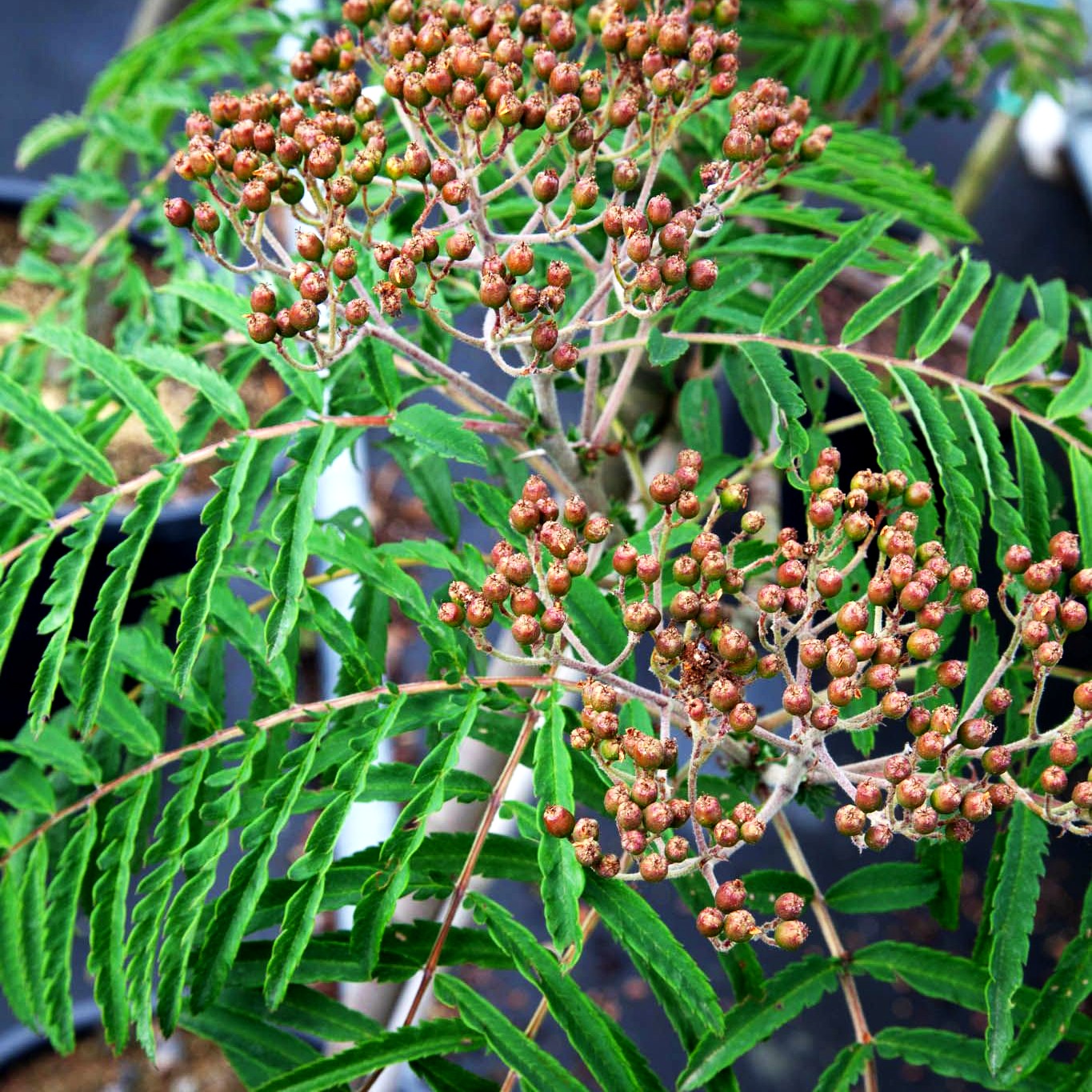 Geschlitztblättrige Eberesche 'Chinese Lace' (Sorbus aucuparia)