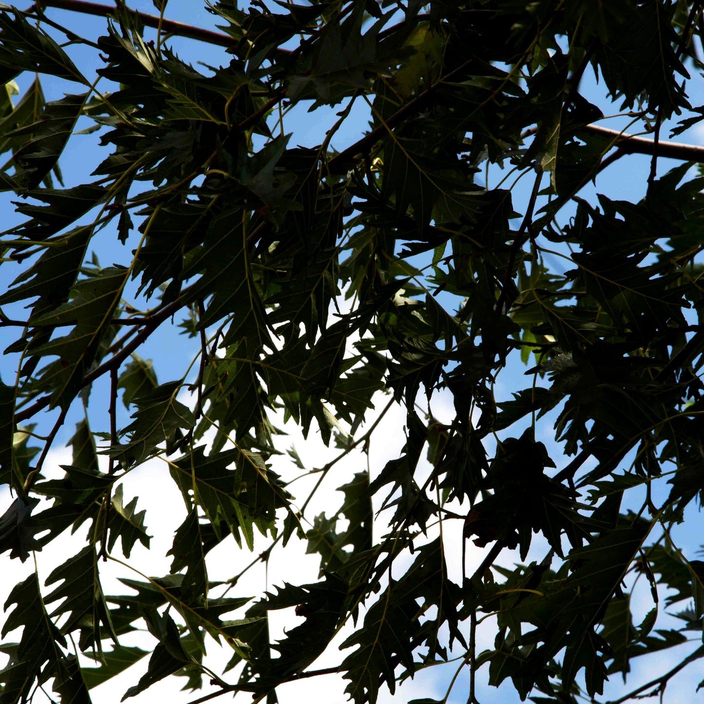 Geschlitztblättrige Grauerle 'Laciniata' (Alnus incana)