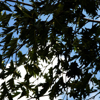 Geschlitztblättrige Grauerle 'Laciniata' (Alnus incana)
