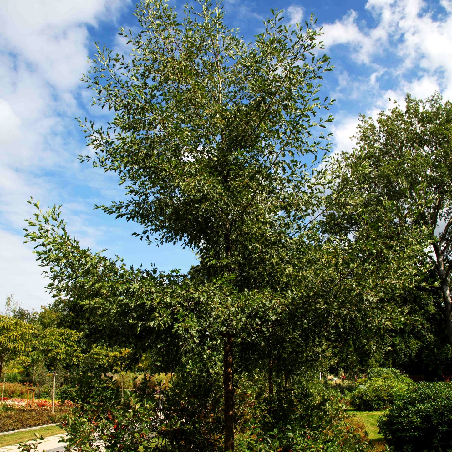 Geschlitztblättrige Grauerle 'Laciniata' (Alnus incana)