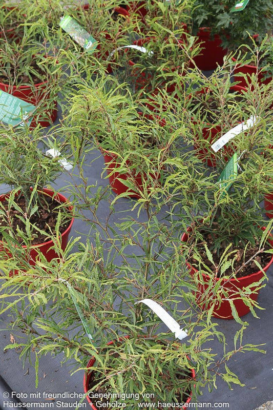 Geschlitztblättrige Zwergbuche 'Mercedes' (Fagus sylvatica)