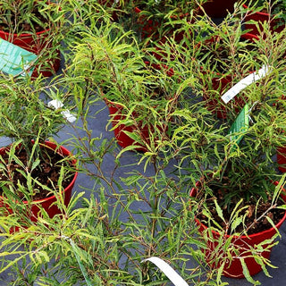 Geschlitztblättrige Zwergbuche 'Mercedes' (Fagus sylvatica)