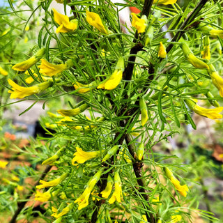 Geschlitztblättriger Erbsenstrauch 'Lorbergii' (Caragana arborescens)