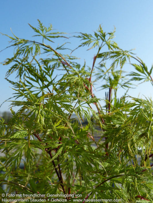 Geschlitztblättriger Fächer-Ahorn 'Seiryu' (Acer palmatum)