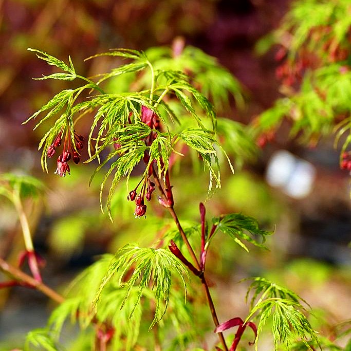 Geschlitztblättriger Fächer-Ahorn 'Seiryu' (Acer palmatum)