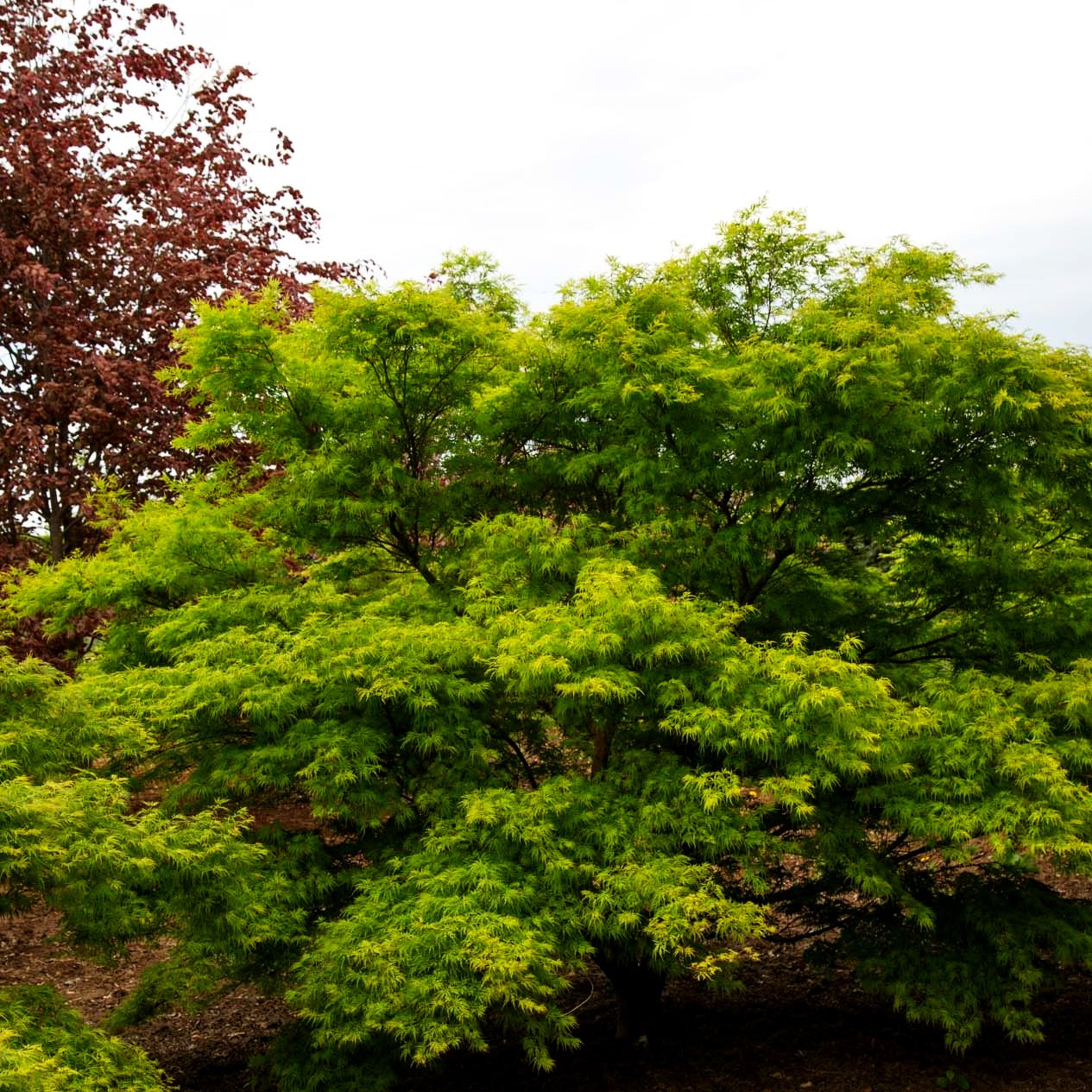 Geschlitztblättriger Fächer-Ahorn 'Seiryu' (Acer palmatum)