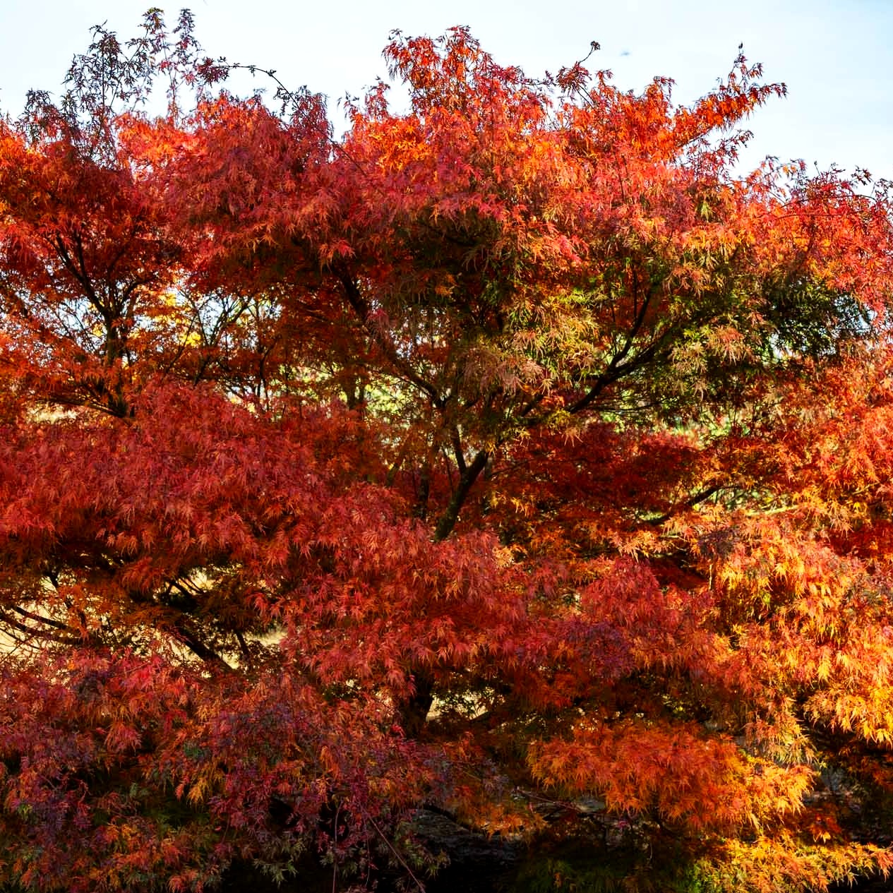 Geschlitztblättriger Fächer-Ahorn 'Seiryu' (Acer palmatum)