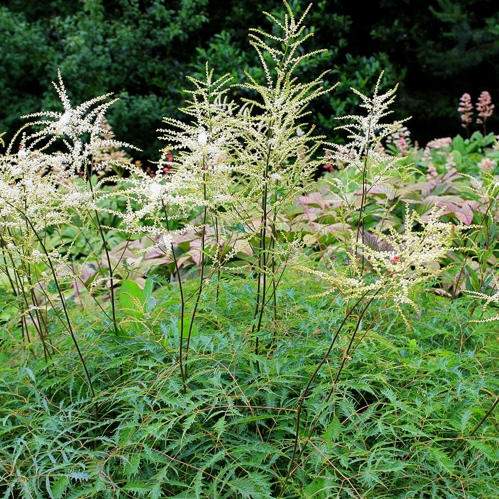 Geschlitztblättriger Geißbart 'Kneiffii' (Aruncus dioicus)