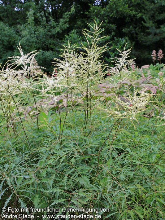 Geschlitztblättriger Geißbart 'Kneiffii' (Aruncus dioicus)