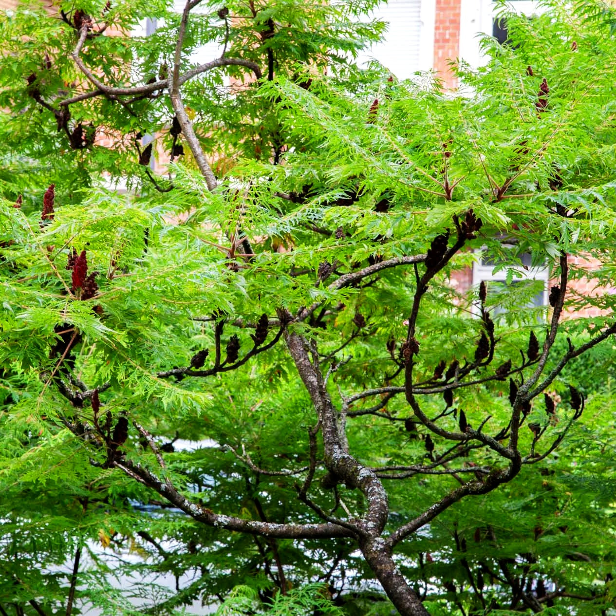 Geschlitzter Essigbaum 'Dissecta' (Rhus typhina)
